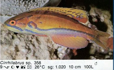 Cirrhilabrus sp